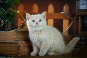 Кремовый окрас британских кошек, бежевый, персиковый. Бежевые британцы фото. Британские котята кремовые фото. Британские котята кремового окраса. Британец персикового цвета фото. Бежеаве британцы  